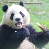 合法有证驾驶