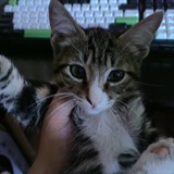 Lucky Xin
