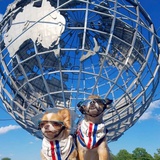 PetcareMovers