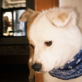 mimimoo