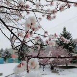 瑞雪