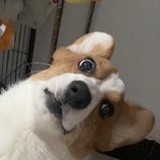 草莓小狗