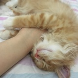 软糯的狸猫君