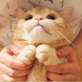 大耳猫