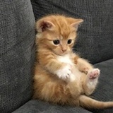 我的头被卡住了