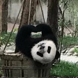 竹林熊猫饭