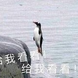 滴滴打鹅🇨🇳