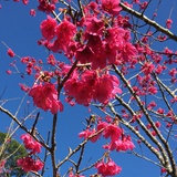 关晓彤貌美如花
