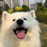 未见极光
