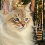 全宇宙最帅🐱