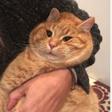 Aaowu_
