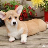 远行