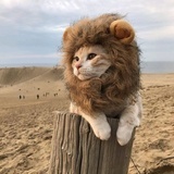 安安