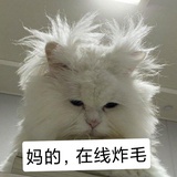 家有老猫