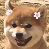 茄子
