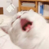 无敌阿波