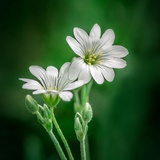 花开浪漫节