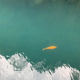 莲