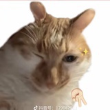 荔枝不吃不上火