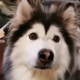 撕家大宝贝