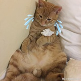 一个小透明