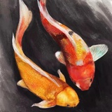红锦鲤