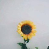 问财左也