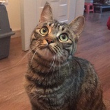 穿VANS的猫