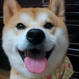 安东尼马
