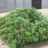 格子和鸽子