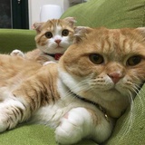 木槿