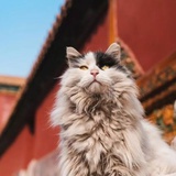 yi