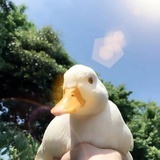 学习学个屁