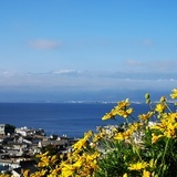 香草女巫
