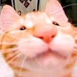 哦