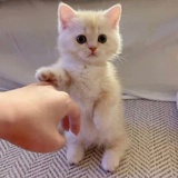 冒泡的稣鱼