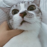 什么雷雷
