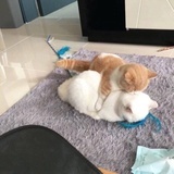 Leonard_