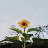 向阳发