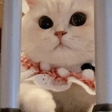 ねこ