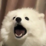 葡萄冰萃