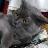 哥就是傳说
