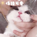 小小の雨