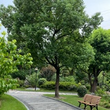 绿树