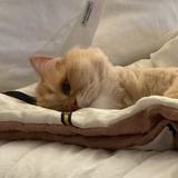 💤