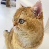 やせている