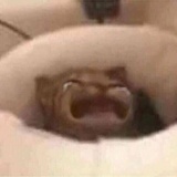 流泪猫猫头
