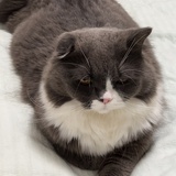 lqy