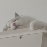 猫猫吃成猪猪