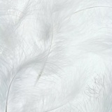 GY